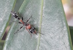 Pseudomyrmex gracilis