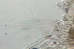 Psilocybe subtropicalis