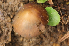 Psilocybe subtropicalis
