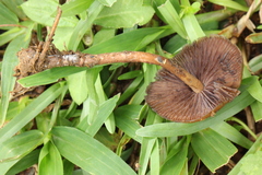Psilocybe subtropicalis