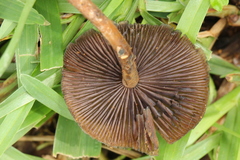 Psilocybe subtropicalis