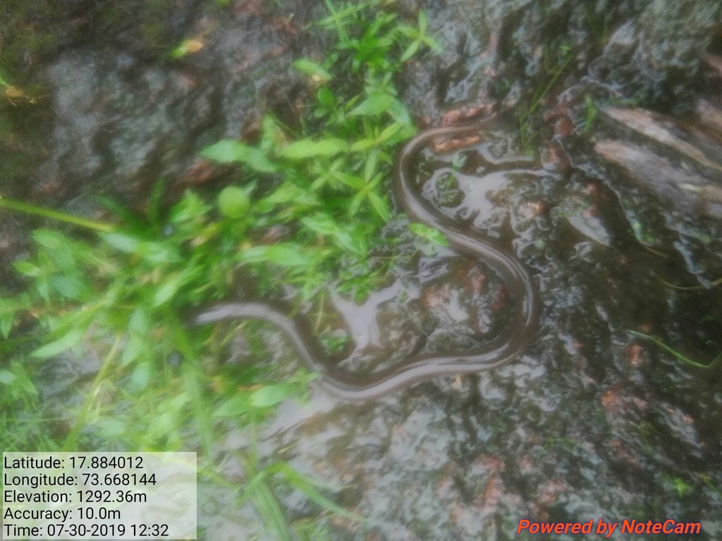 Bombay Swamp Eel