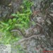 Bombay Swamp Eel - Photo (c) Prasad Gopalkrishna Gond, some rights reserved (CC BY-NC), uploaded by Prasad Gopalkrishna Gond