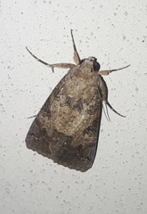 Melipotis agrotoides