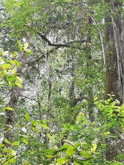 Apaloderma narina narina