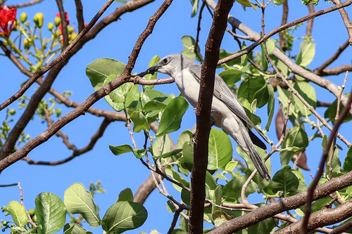 White-bellied Cuckooshrike