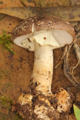 Amanita arocheae