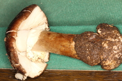 Amanita arocheae