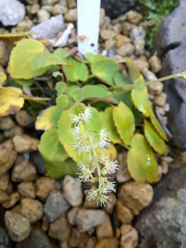 Tanakaea radicans iNat (2)