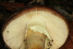 Amanita arocheae