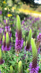 Pogostemon deccanensis