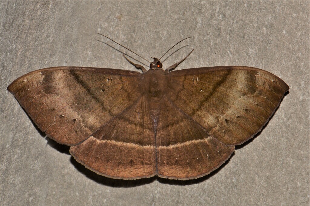 Lygniodes