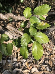 Aphananthe philippinensis