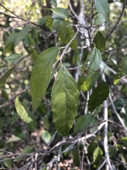 Aphananthe philippinensis