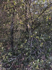 Aphananthe philippinensis