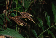 Pleiostachya pruinosa