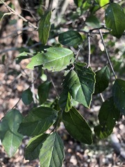 Aphananthe philippinensis