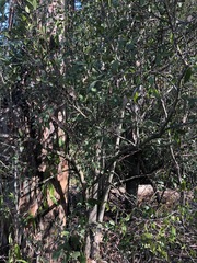 Aphananthe philippinensis