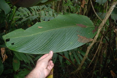 Pleiostachya pruinosa