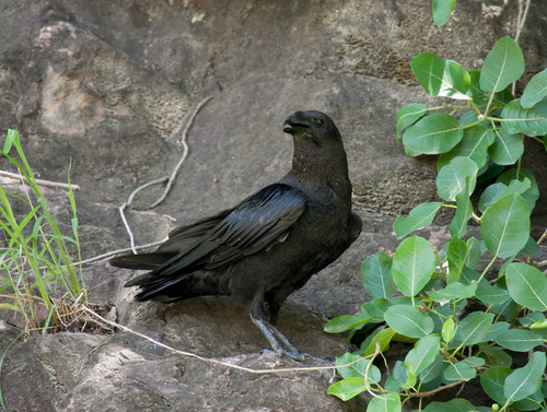 Fan-tailed Raven