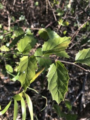 Aphananthe philippinensis