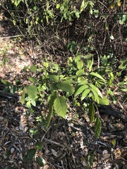 Aphananthe philippinensis