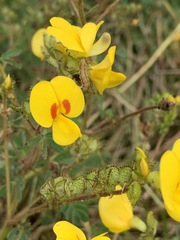 Smithia hirsuta