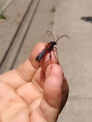 Callisphyris apicicornis