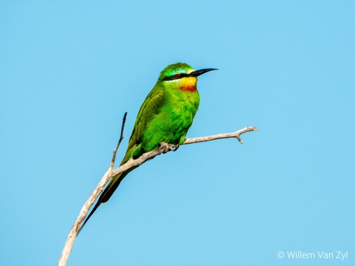 Blue-cheeked Bee-eater