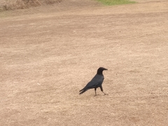 Corvus orru