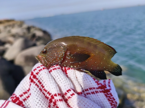 Yellowfin Hind