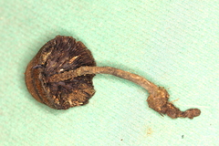 Psilocybe mexicana