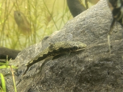 River Stone Carp photo 1