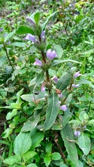 Hygrophila pogonocalyx