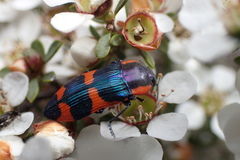 Castiarina grata
