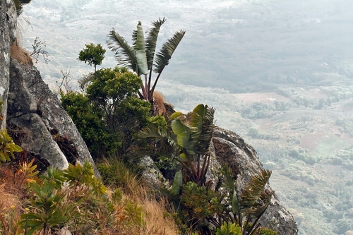 Strelitzia caudata