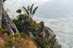 Strelitzia caudata