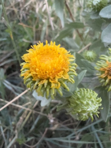 Colorado Gumweed (Grindelia inornata)