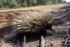 Tachyglossus aculeatus multiaculeatus