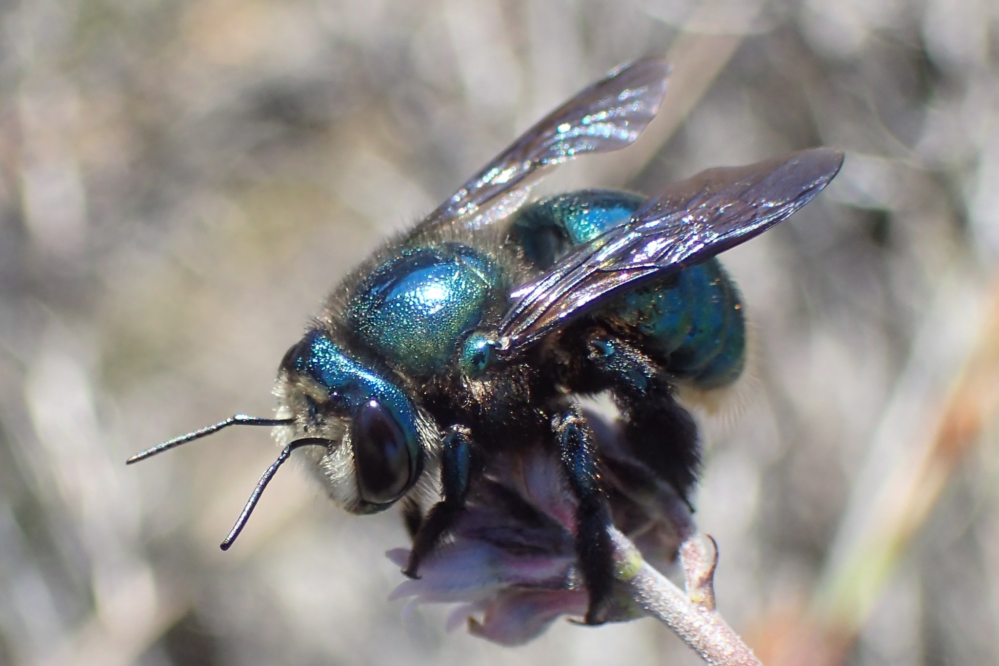 Golden-green Carpenter Bee (Xylocopa aerata) · iNaturalist
