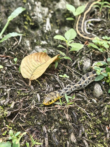 Buff Striped Keelback