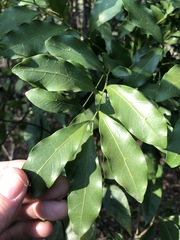 Toechima tenax
