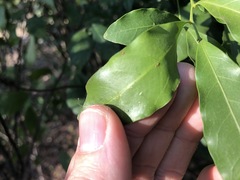 Toechima tenax