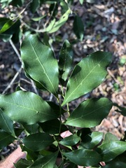 Toechima tenax