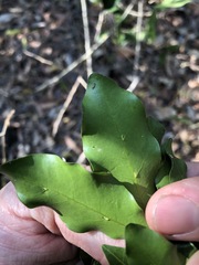 Toechima tenax