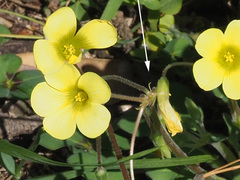 Oxalis compressa