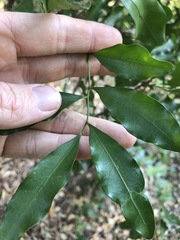 Toechima tenax