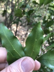 Toechima tenax