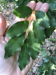 Toechima tenax