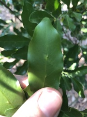 Toechima tenax